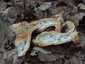 Sárga gereben (Hydnum repandum), Mátra